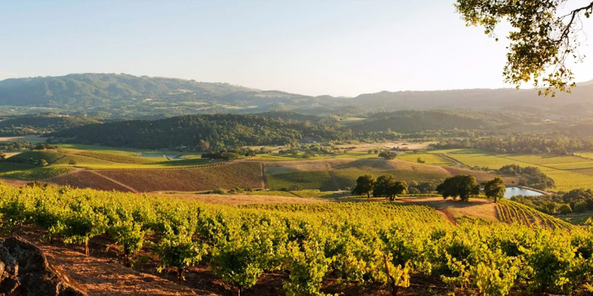 Discover the Best of California with Sonoma Wine Tours